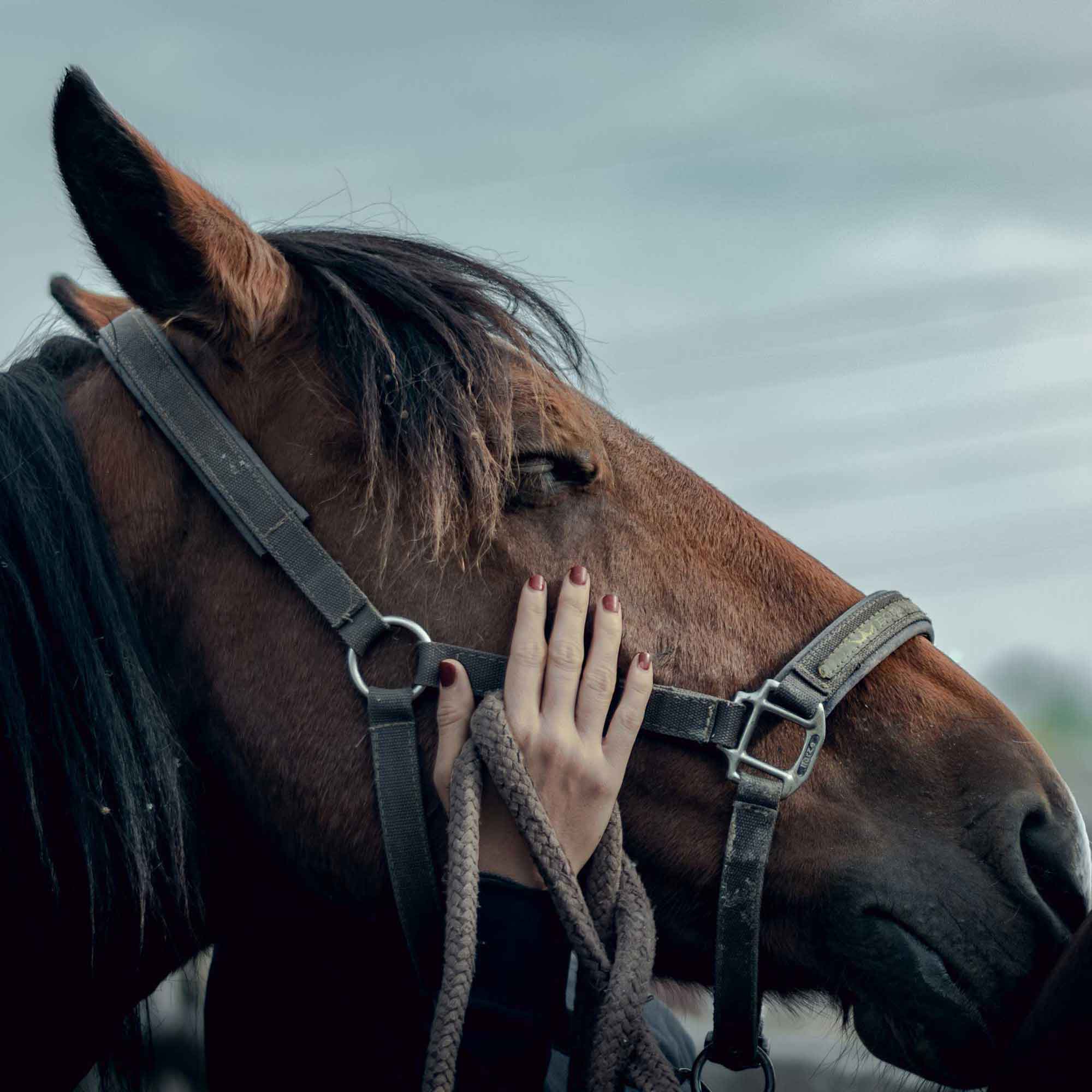 Molestar Ciudadanía Hecho un desastre Good Vibes Equitación - Tienda hípica online