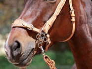 HACKAMORE FLOWER | 11748