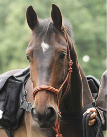 Cabezada Be Gentle  | 21979