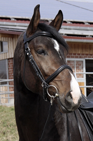 Brida Wellington, de Barefoot | 11577