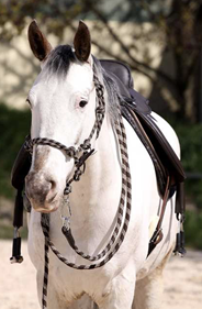 Brida Juniper 3 en 1 | 21831