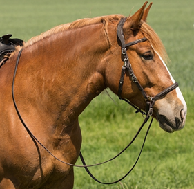 Brida Contour Trail | 21815