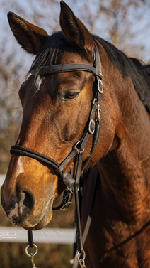 Brida syringa | 32142