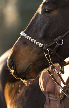 Brida Seneca  | 21818